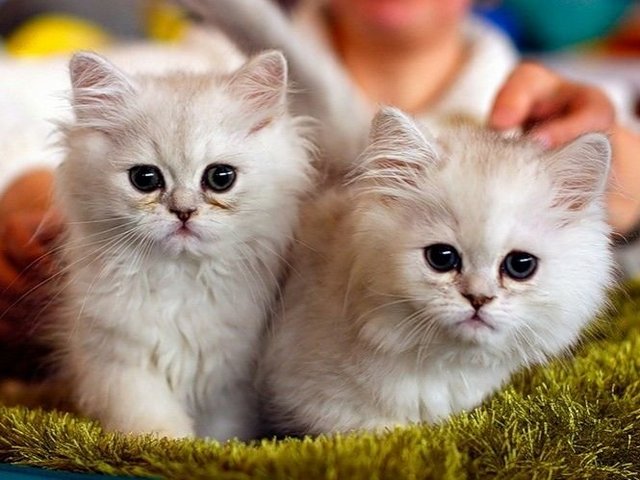 Породы кошек в Сланцах | ЗооТом портал о животных
