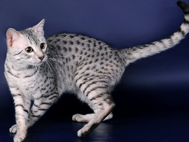 Породы кошек в Сланцах | ЗооТом портал о животных