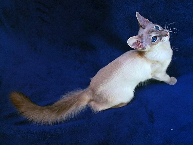 Выведенные породы кошек в Сланцах | ЗооТом портал о животных