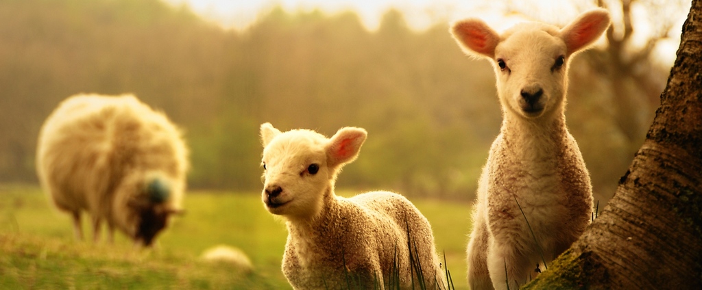 Объявления о сельскохозяйственных животных | ЗооТом - продажа, вязка и услуги для животных в Сланцах