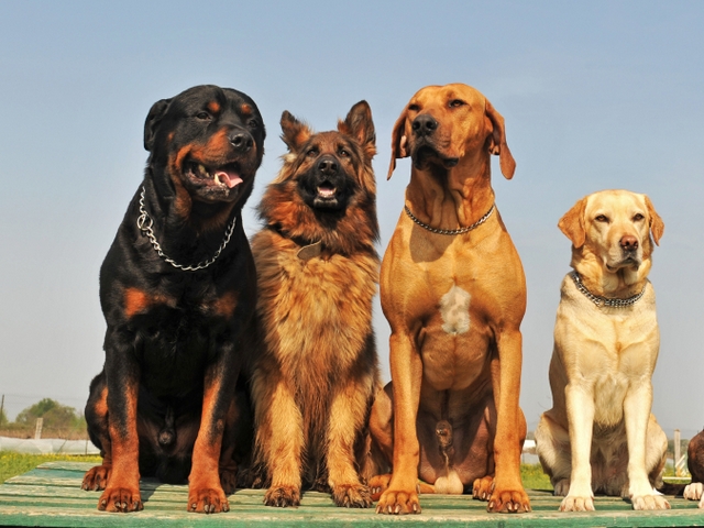 Крупные породы собак в Сланцах | ЗооТом портал о животных